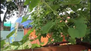 Teil 2 Gartenrundgang 07/2015