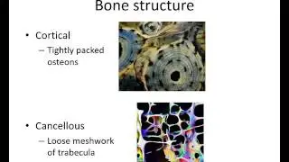 Orthopaedic Trauma for med students 1