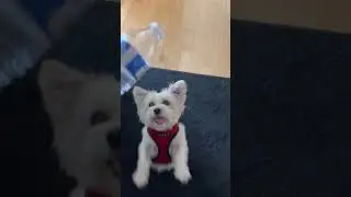 Zuma Bottle Dance