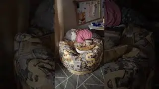 #моипудели #собака #семья