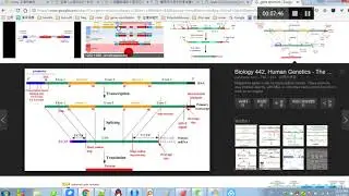 生信技能树 Perl 求人类基因组外显子长度