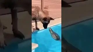dog playing with crocodile 