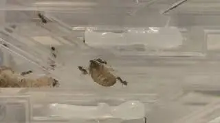 LASIUS NIGER EATING SMALL DUBIA ROACH.