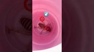 DISGUSTING mystery BUG WILL Bite YOU! SOUND UP #shorts #asmr #jumpscare