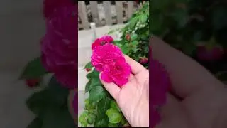 Розы Леонардо Давинчи и Мона Лиза , что-то пересорт  ?