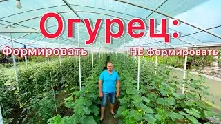 Огурец в теплице: формировать или нет, выбор за Вами