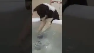 Енотик полоскун