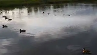 ФУТАЖ УТКИ НА ПРУДУ