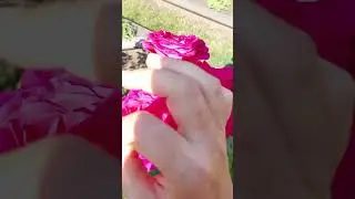 майские жуки жрут розы!! что делать?