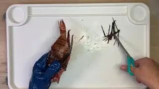 Lionfish Safe Handling