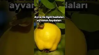 ayva ile ilgili hadisi şerifler ve ayvanın faydaları #keşfet #ayva #shorts #hadis
