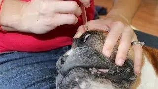My 3 Favorite Dog Eye Infection Home Remedies (Safe and Natural)