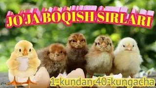 JO'JANI TO'G'RI BOQISH. 🐤🐤FOYDALI MA'LUMOTLAR!