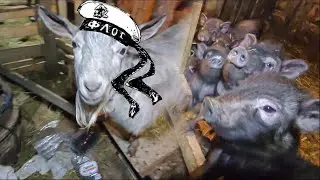 25.02.24  "Бунт на корабле" - свиньи протестуют.