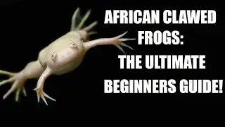 🔥🐠 African Clawed Frog Care: Surprising Facts & Tips! #aquarium