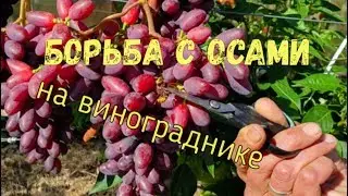 Борьба c осами на винограднике