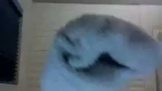 Scent of the Sock