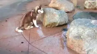 Присел на гейзер
