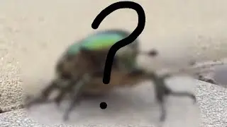 Изумрудный жук🐞/Beetle of emeralds🐞