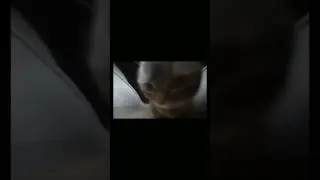 caramelldansen cat #cat #sillycats #car #caramelldansen