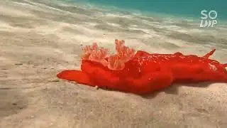 Spanish dancer