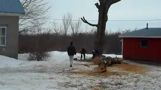 tree felling march 13, 2019 Cook's Lines