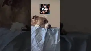 Stay tuned!!! SHAKE !! 🔥 A las 5 vídeo 💫 Mia 🐶❤️ #mia #preciosa #miamor