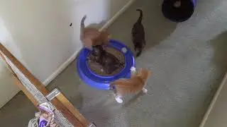 5 kittens playing with their new toy!