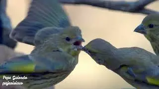 Verderón Común cebando a sus pollos