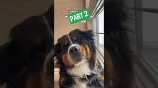 Reasons My Dog Would NOT Survive in the Wild | PART 2 😂 #openfarmpartner #bernesemountaindog