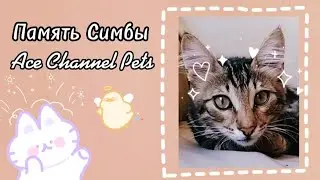 Память Симбы💞✨@EtoAysik  Любем и Помним!🥺