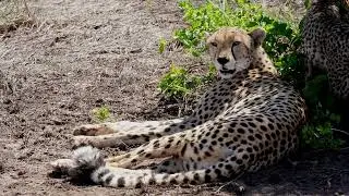 The Cheetahs of Kilimanjaro