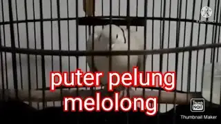 puter pelung suara panjang