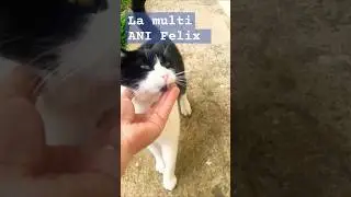 La multi ANI Felix #music #hiphop #satisfying #calico