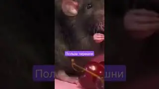 Черешня #здоровье #аллергия #диета