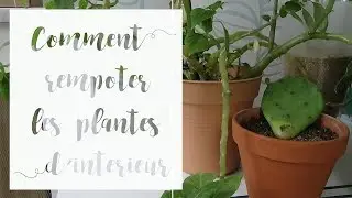 Comment rempoter une plante d'intérieur | Tuto jardinage
