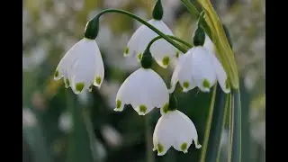 Белоцветник весенний (Leucojum vernum). Весеннее чудо.