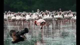 Flamingoes at DPS Lake