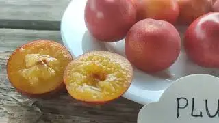 Слива диплоїдна сорт Тока (plum Toka Bubblegum), інша назва Жувальна Гумка. Новинка в Україні