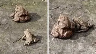 'Third Wheel' Frog Tries To Steal Another Frog's Mate In Germany #shorts