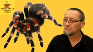 English IDIOMS - Bugs and Insects -Short English Lesson