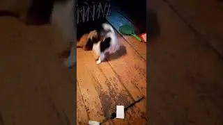 Весело живут кошка с собакой.