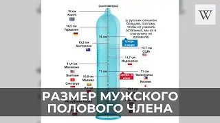 Размер мужского полового члена | Аудио Википедия | Audio Wikipedia