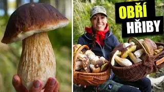 Hřibové žně pokračují - Šumava je plná hřibů!