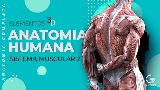 Anatomia Humana - Sistema Muscular (Estriado Esquelético)