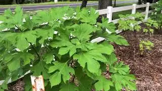 Garden Update and Deer Damage