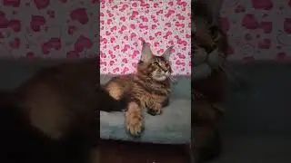 Котик мейн-кун в черном горячем тикированном окрасе#kitten#домашниеживотные #котята#котятамейнкун