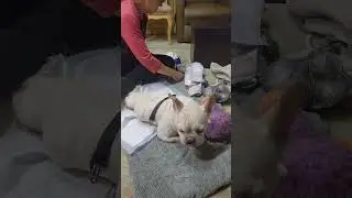 Doggie Diaper Changing 101 - IVDD Life