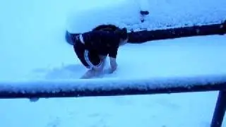 Kutztown Snow Day - Jenn falls in the snow