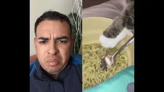 Смешной кот, кот съел мою лапшу
